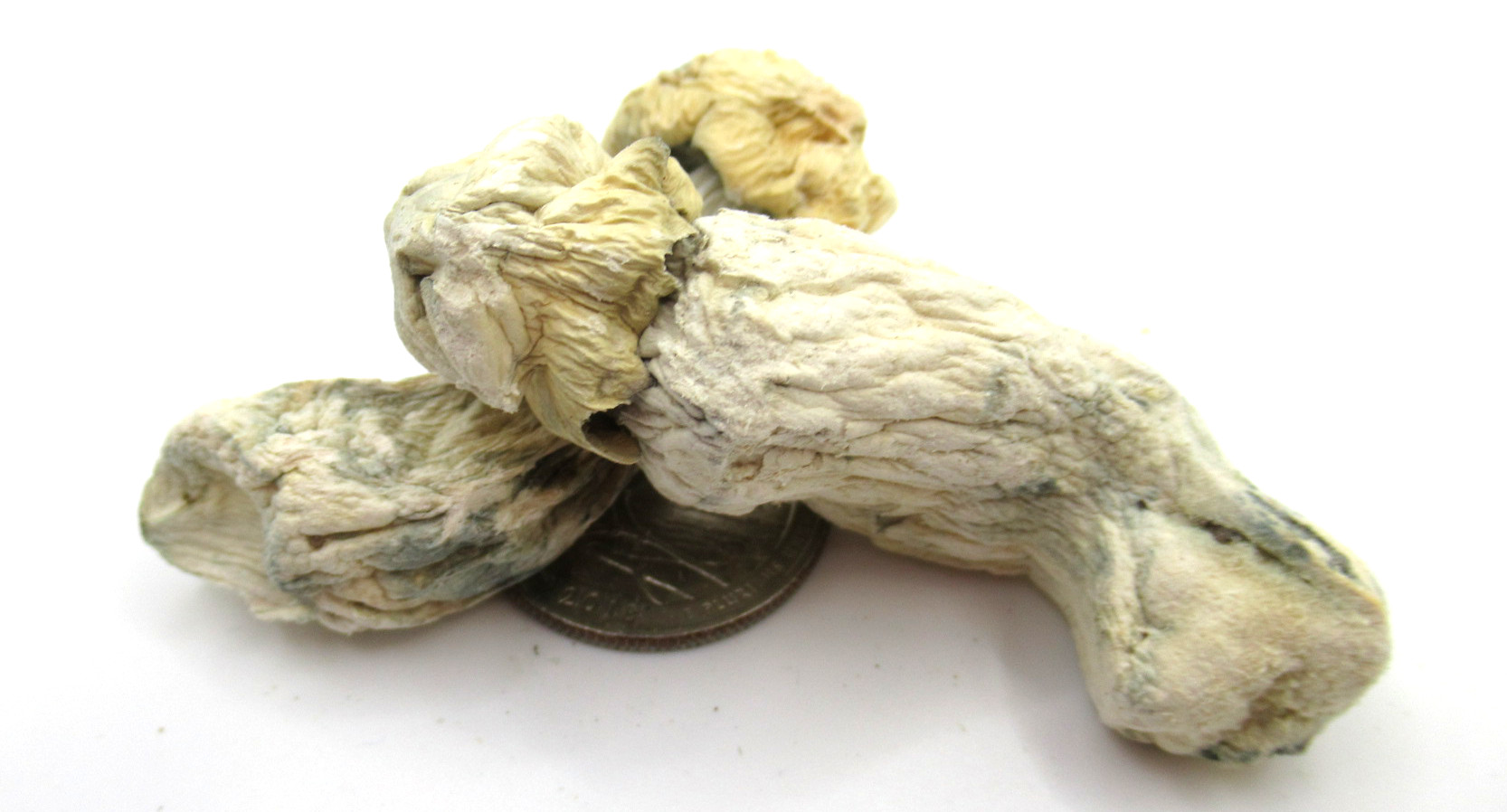 Magic Mushrooms Iceberg Magic Mushrooms Iceberg