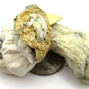 Magic Mushrooms Albino Penis Envy