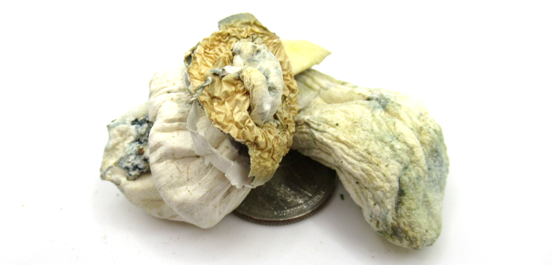 Magic Mushrooms Albino Penis Envy Magic Mushrooms Albino Penis Envy