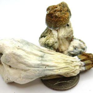Magic Mushrooms Albino Penis Envy x Golden Teachers