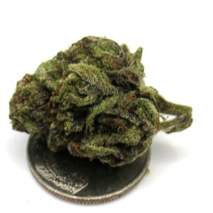 GreenHouse Light Assist Blue Runtz Strain