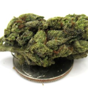 Greenhouse LA Candy Strain