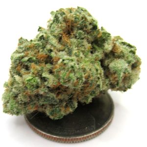GreenHouse Light Assist Lemonatti Strain