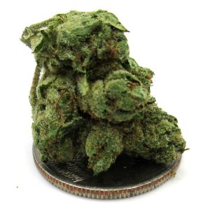 Greenhouse SFZ OG Strain