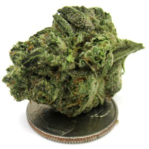GreenHouse Light Assist Permanent Marker Strain